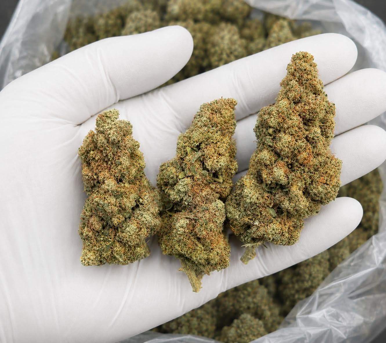Billede af Normal Bud’s Indica Kush