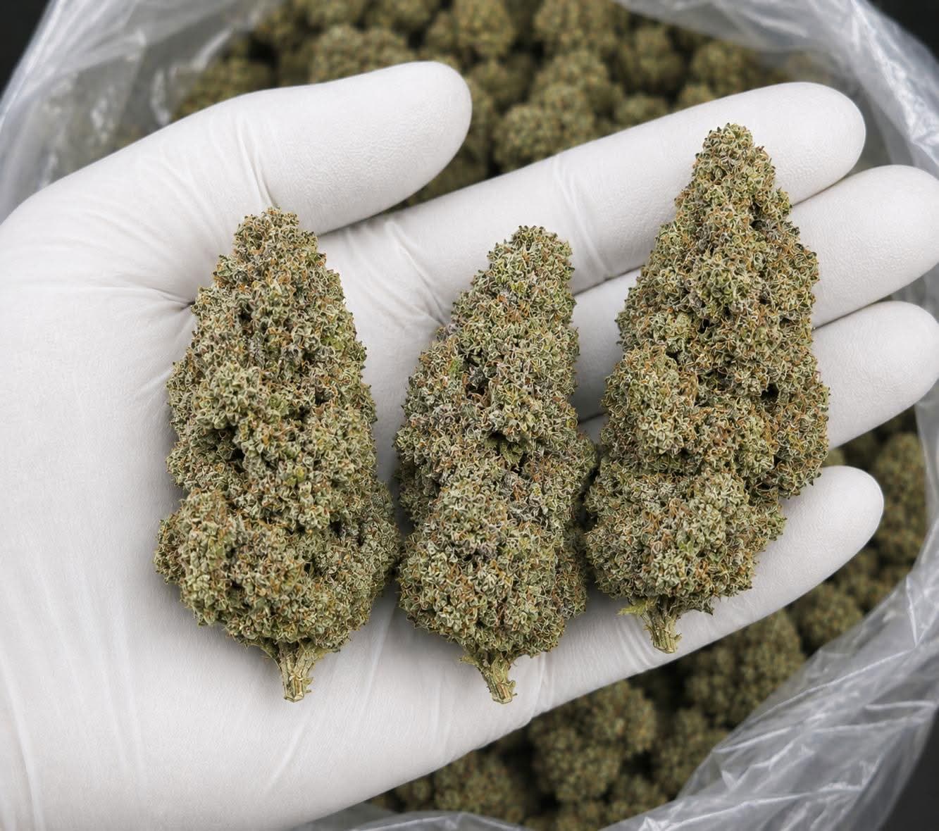 Billede af Premium Bud’s Indica Kush